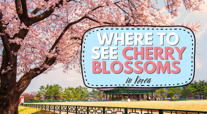 Cherry Blossoms in Korea - Where and when to see [2024]