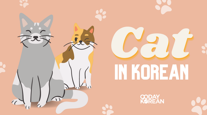 How to say Cat in Korean? - Facts on Felines