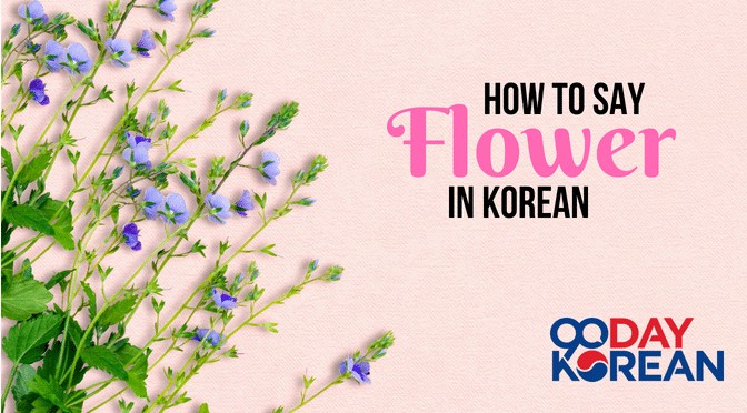How to Say 'Flower' in Korean 꽃 | kkot 